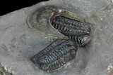 Two Austerops Trilobites With Harpid Headshield - Jorf, Morocco #127736-5
